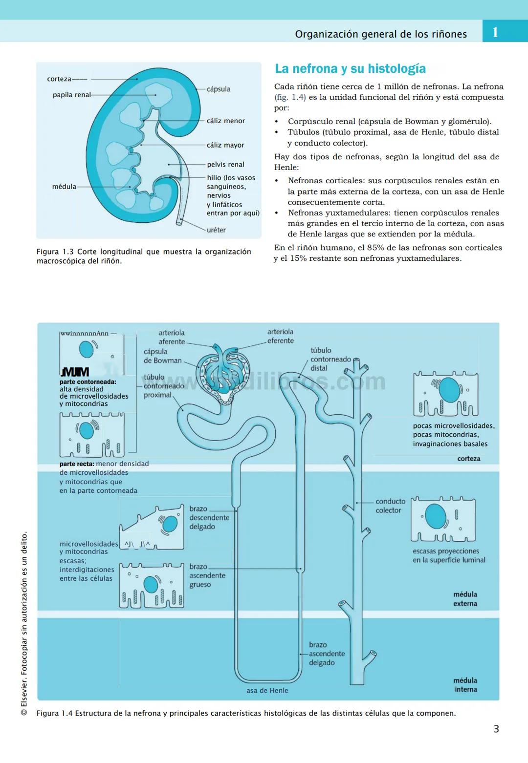CIENCIAS BÁSICAS
4ª edición
CURSOS CRASH
Editor de la colección Dan Horton-Szar
Asesor académico: Kevin Harris
Lo esencial en
Sistema renal