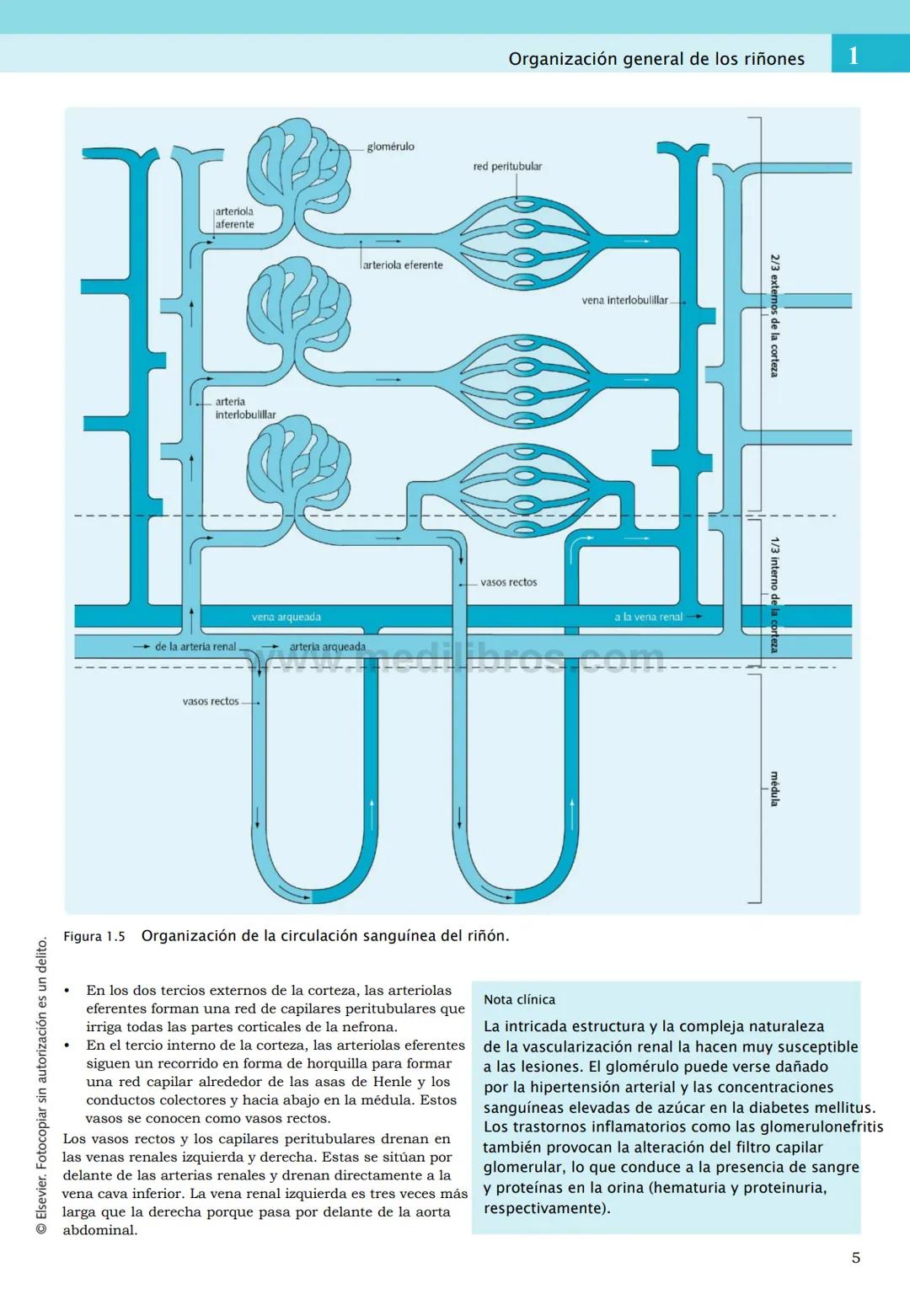 CIENCIAS BÁSICAS
4ª edición
CURSOS CRASH
Editor de la colección Dan Horton-Szar
Asesor académico: Kevin Harris
Lo esencial en
Sistema renal