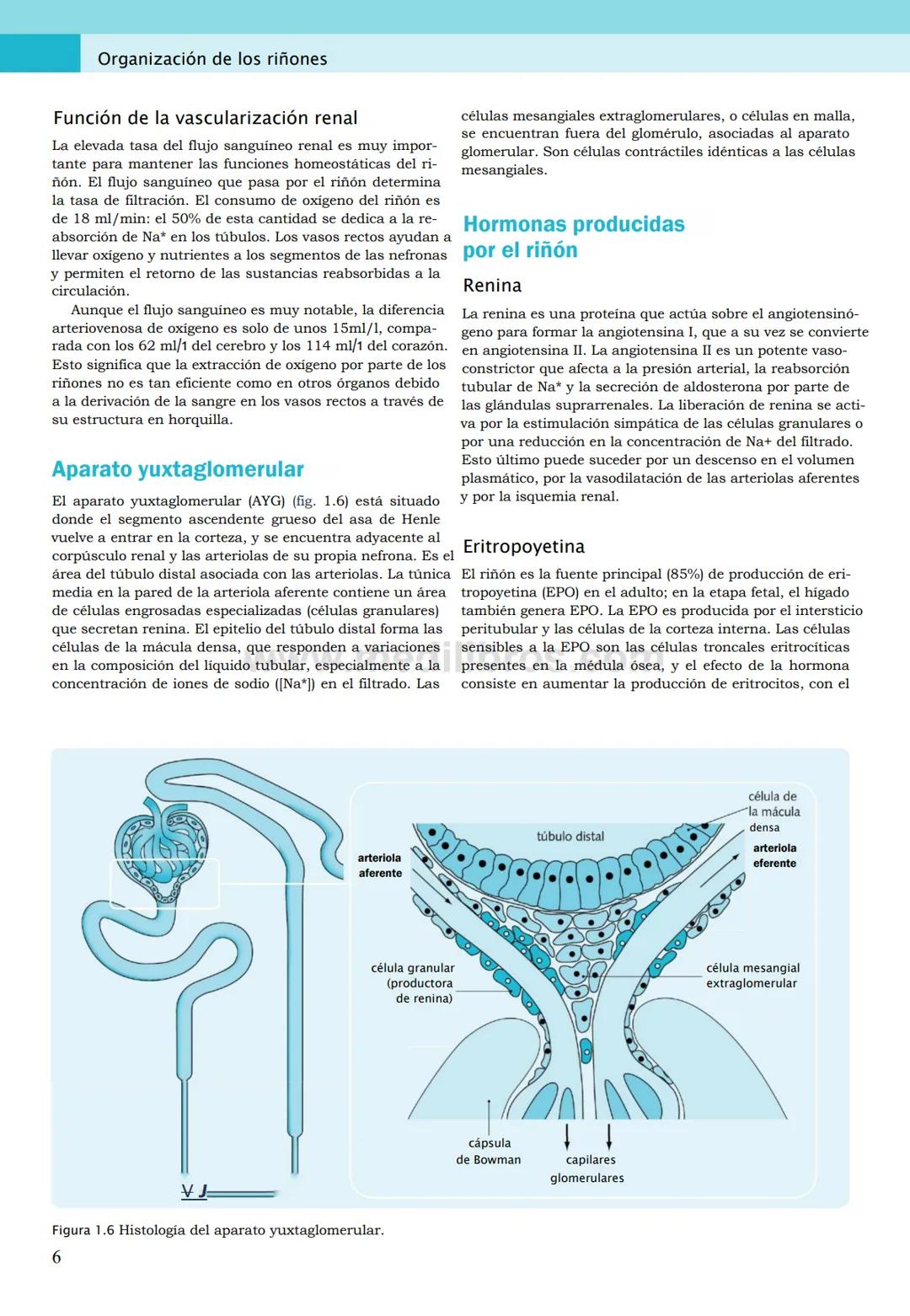 CIENCIAS BÁSICAS
4ª edición
CURSOS CRASH
Editor de la colección Dan Horton-Szar
Asesor académico: Kevin Harris
Lo esencial en
Sistema renal