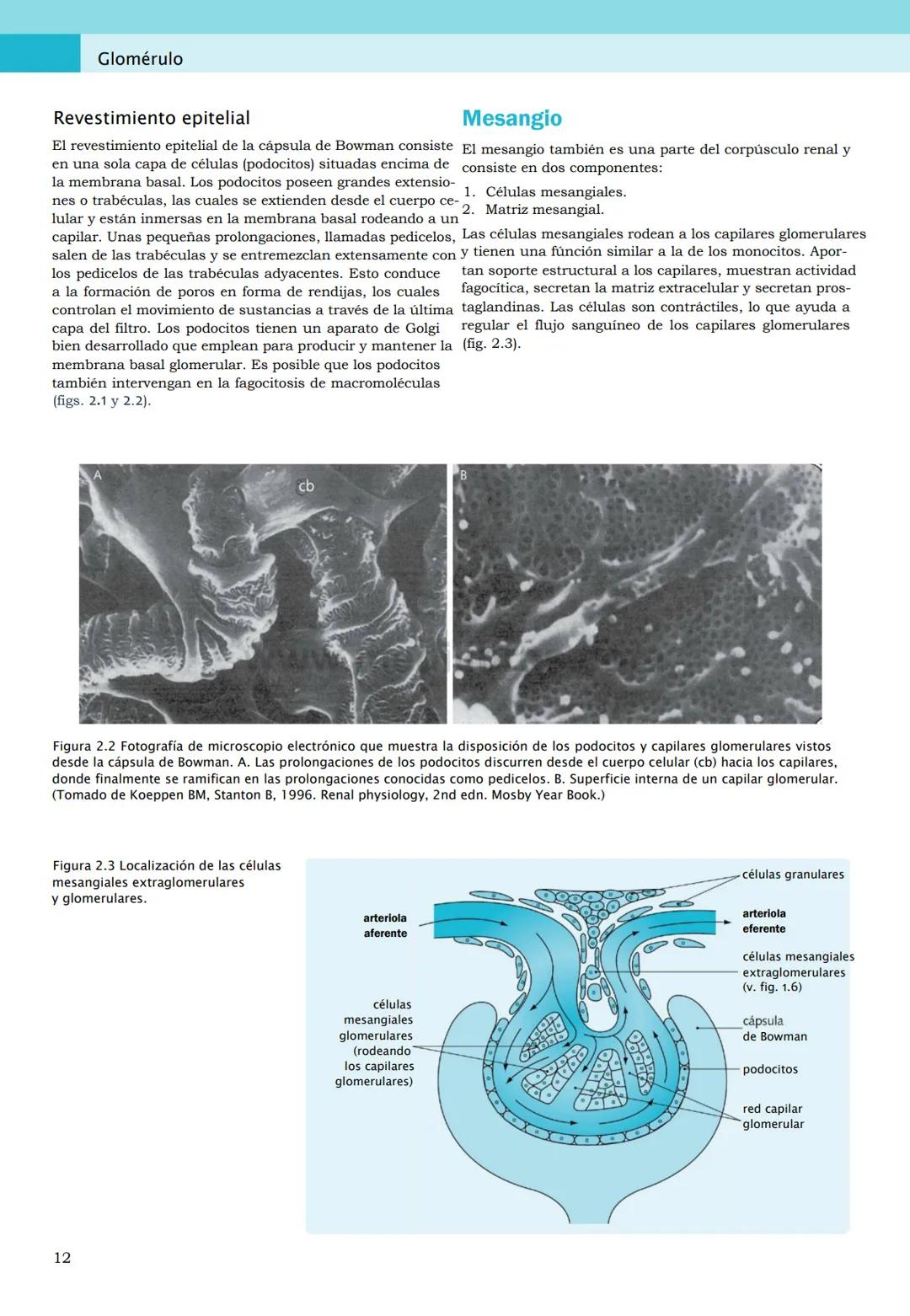 CIENCIAS BÁSICAS
4ª edición
CURSOS CRASH
Editor de la colección Dan Horton-Szar
Asesor académico: Kevin Harris
Lo esencial en
Sistema renal