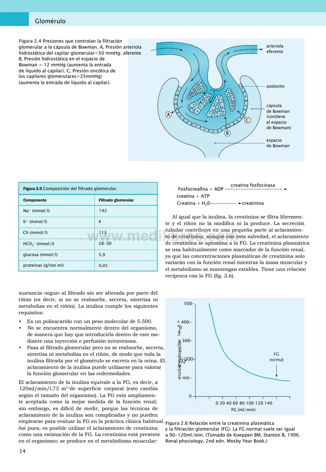 CIENCIAS BÁSICAS
4ª edición
CURSOS CRASH
Editor de la colección Dan Horton-Szar
Asesor académico: Kevin Harris
Lo esencial en
Sistema renal