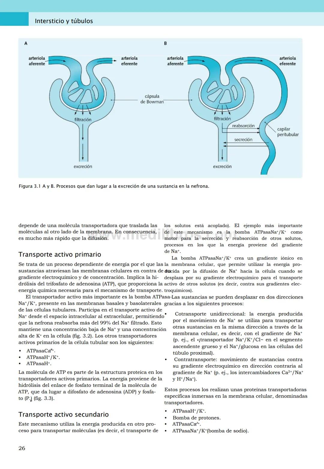 CIENCIAS BÁSICAS
4ª edición
CURSOS CRASH
Editor de la colección Dan Horton-Szar
Asesor académico: Kevin Harris
Lo esencial en
Sistema renal