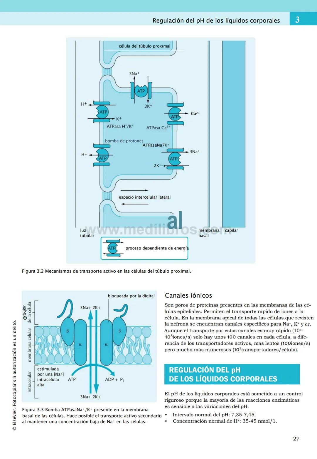 CIENCIAS BÁSICAS
4ª edición
CURSOS CRASH
Editor de la colección Dan Horton-Szar
Asesor académico: Kevin Harris
Lo esencial en
Sistema renal
