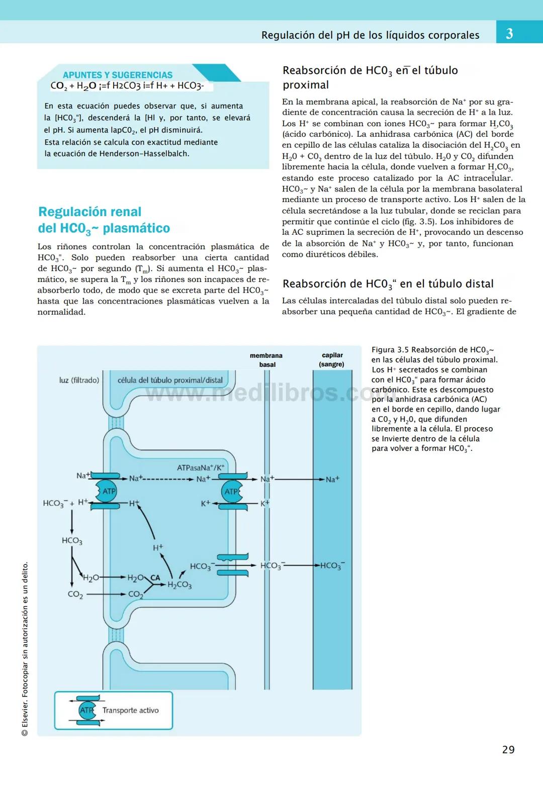 CIENCIAS BÁSICAS
4ª edición
CURSOS CRASH
Editor de la colección Dan Horton-Szar
Asesor académico: Kevin Harris
Lo esencial en
Sistema renal
