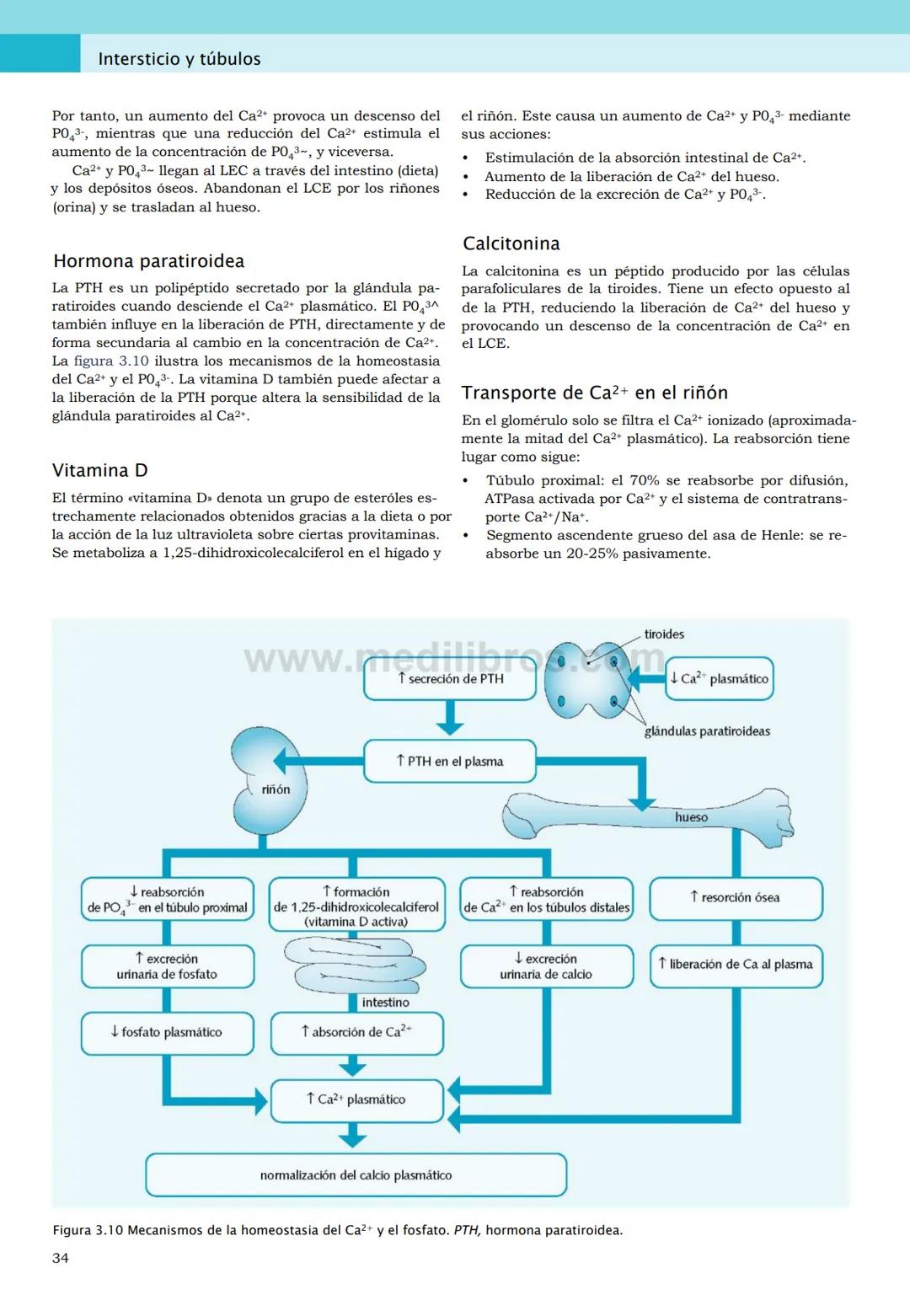 CIENCIAS BÁSICAS
4ª edición
CURSOS CRASH
Editor de la colección Dan Horton-Szar
Asesor académico: Kevin Harris
Lo esencial en
Sistema renal