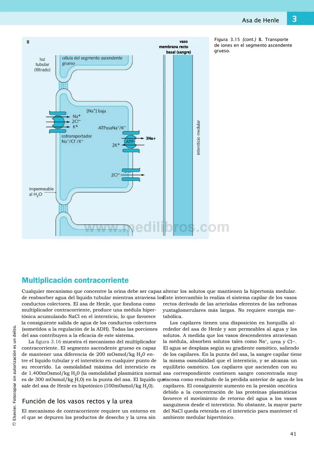 CIENCIAS BÁSICAS
4ª edición
CURSOS CRASH
Editor de la colección Dan Horton-Szar
Asesor académico: Kevin Harris
Lo esencial en
Sistema renal