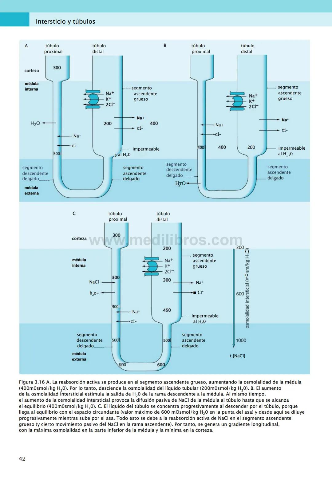 CIENCIAS BÁSICAS
4ª edición
CURSOS CRASH
Editor de la colección Dan Horton-Szar
Asesor académico: Kevin Harris
Lo esencial en
Sistema renal