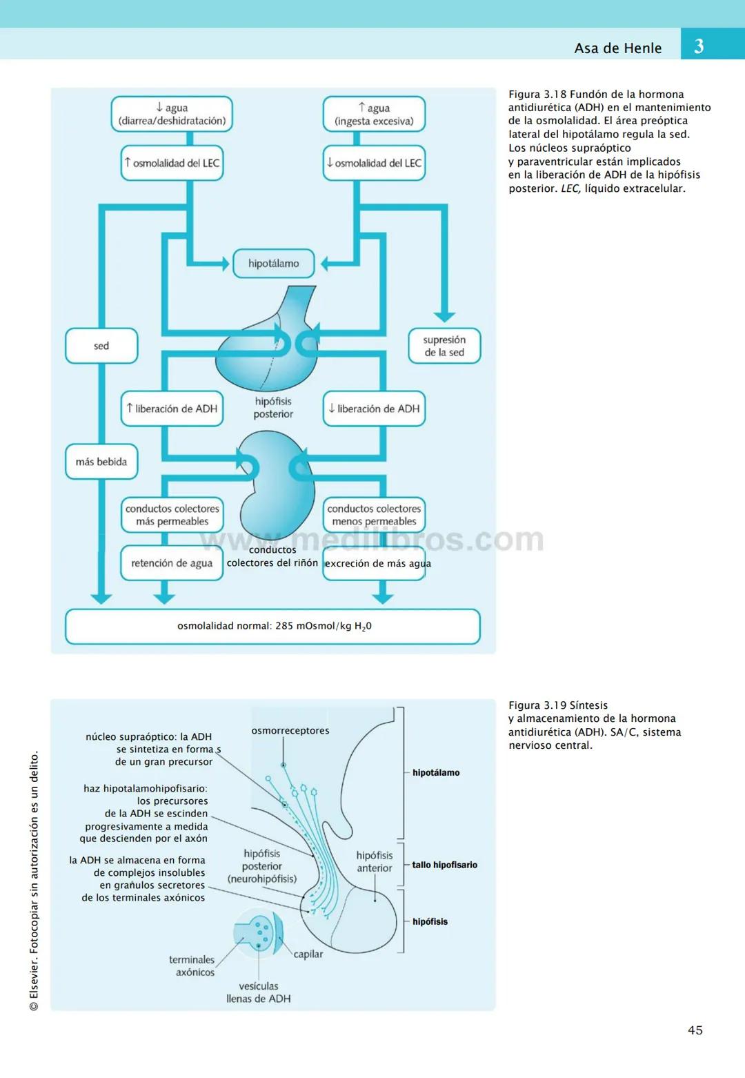 CIENCIAS BÁSICAS
4ª edición
CURSOS CRASH
Editor de la colección Dan Horton-Szar
Asesor académico: Kevin Harris
Lo esencial en
Sistema renal