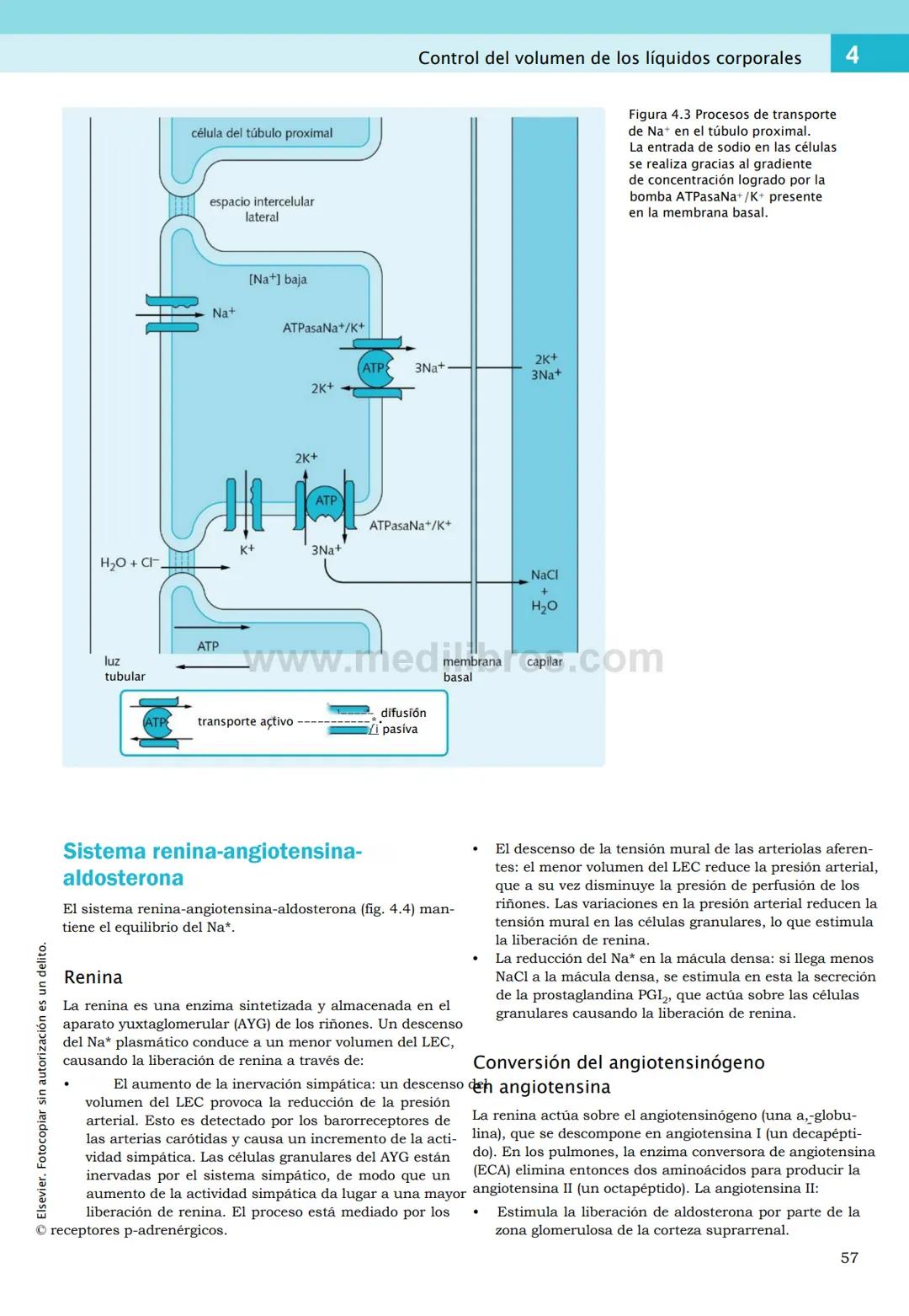 CIENCIAS BÁSICAS
4ª edición
CURSOS CRASH
Editor de la colección Dan Horton-Szar
Asesor académico: Kevin Harris
Lo esencial en
Sistema renal