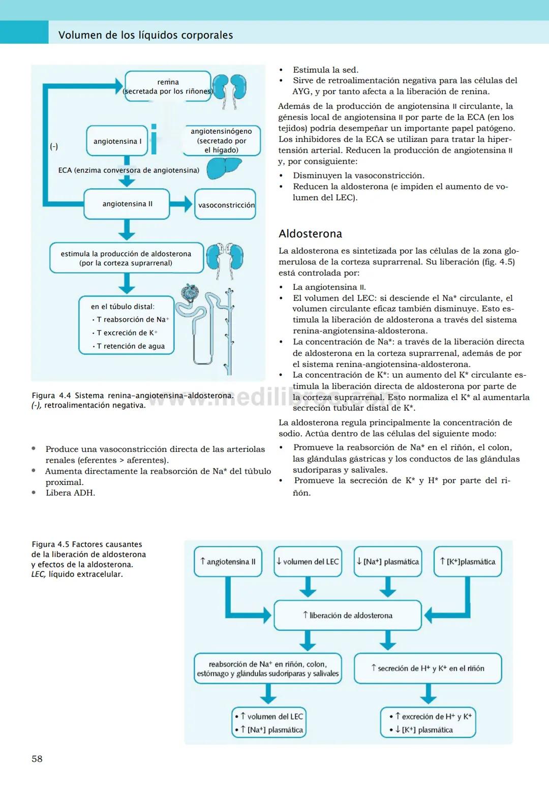 CIENCIAS BÁSICAS
4ª edición
CURSOS CRASH
Editor de la colección Dan Horton-Szar
Asesor académico: Kevin Harris
Lo esencial en
Sistema renal