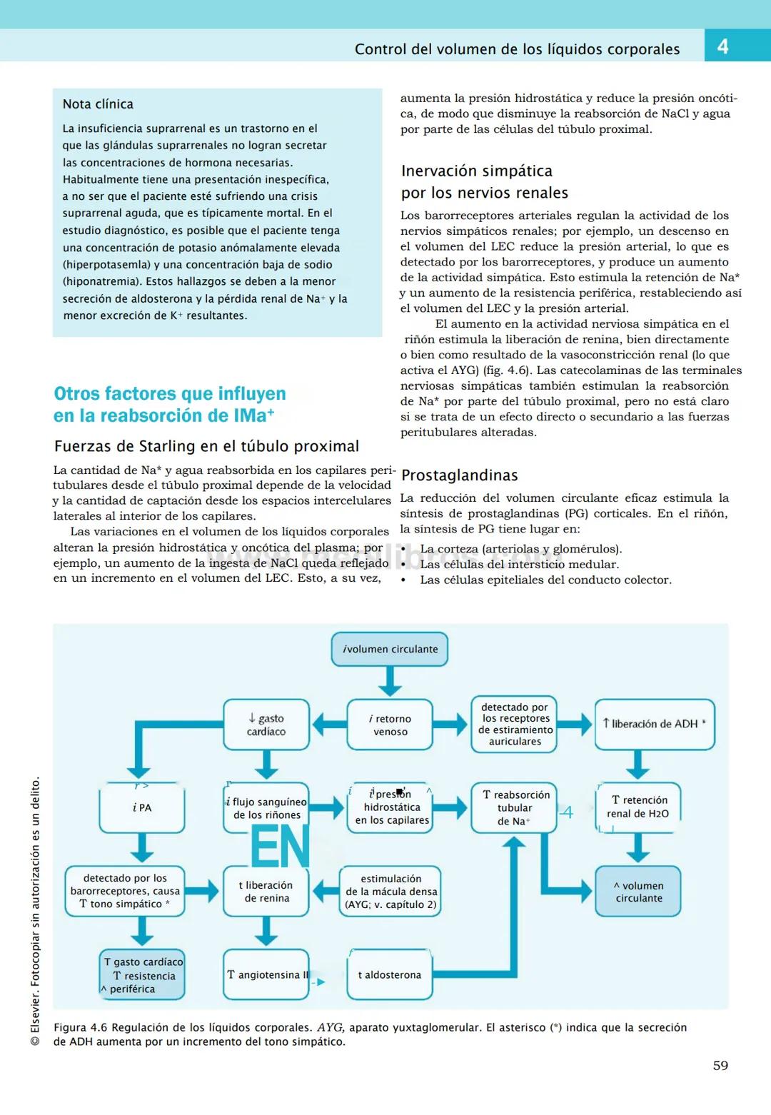 CIENCIAS BÁSICAS
4ª edición
CURSOS CRASH
Editor de la colección Dan Horton-Szar
Asesor académico: Kevin Harris
Lo esencial en
Sistema renal