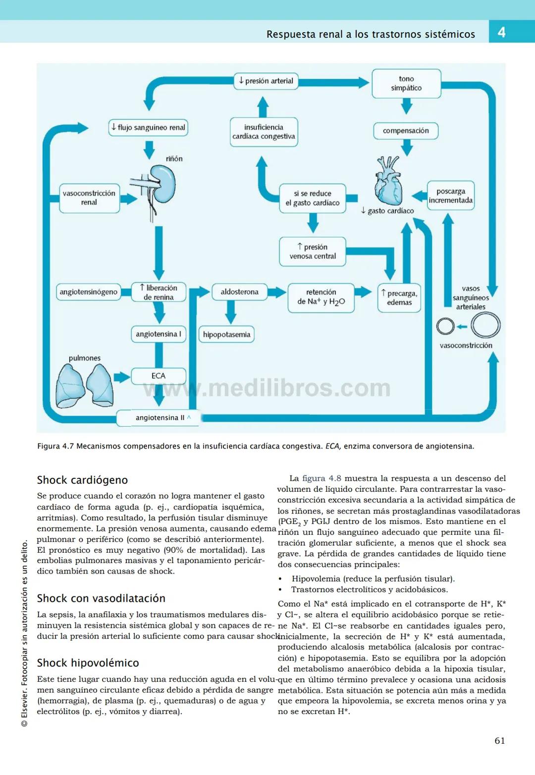 CIENCIAS BÁSICAS
4ª edición
CURSOS CRASH
Editor de la colección Dan Horton-Szar
Asesor académico: Kevin Harris
Lo esencial en
Sistema renal