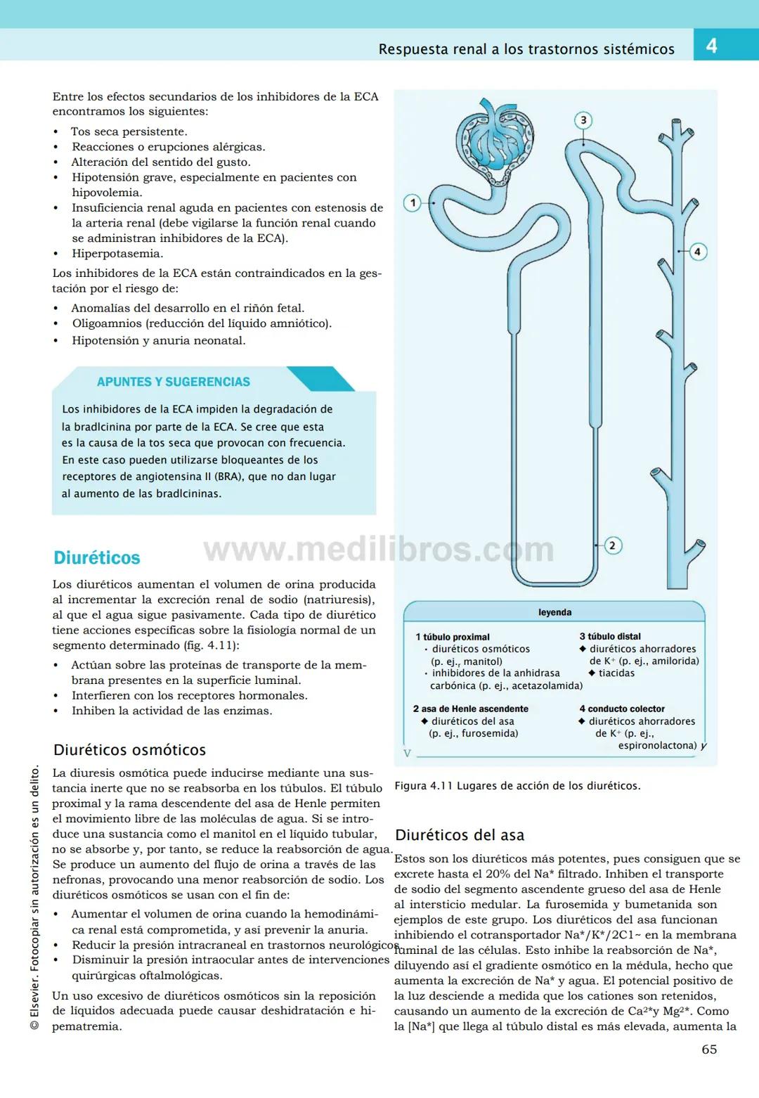 CIENCIAS BÁSICAS
4ª edición
CURSOS CRASH
Editor de la colección Dan Horton-Szar
Asesor académico: Kevin Harris
Lo esencial en
Sistema renal