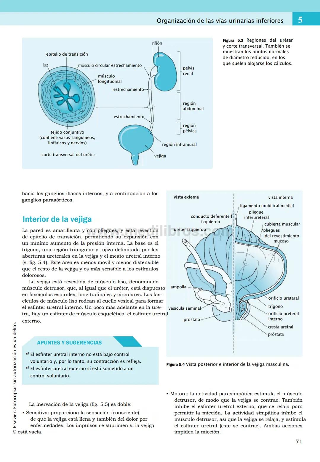 CIENCIAS BÁSICAS
4ª edición
CURSOS CRASH
Editor de la colección Dan Horton-Szar
Asesor académico: Kevin Harris
Lo esencial en
Sistema renal