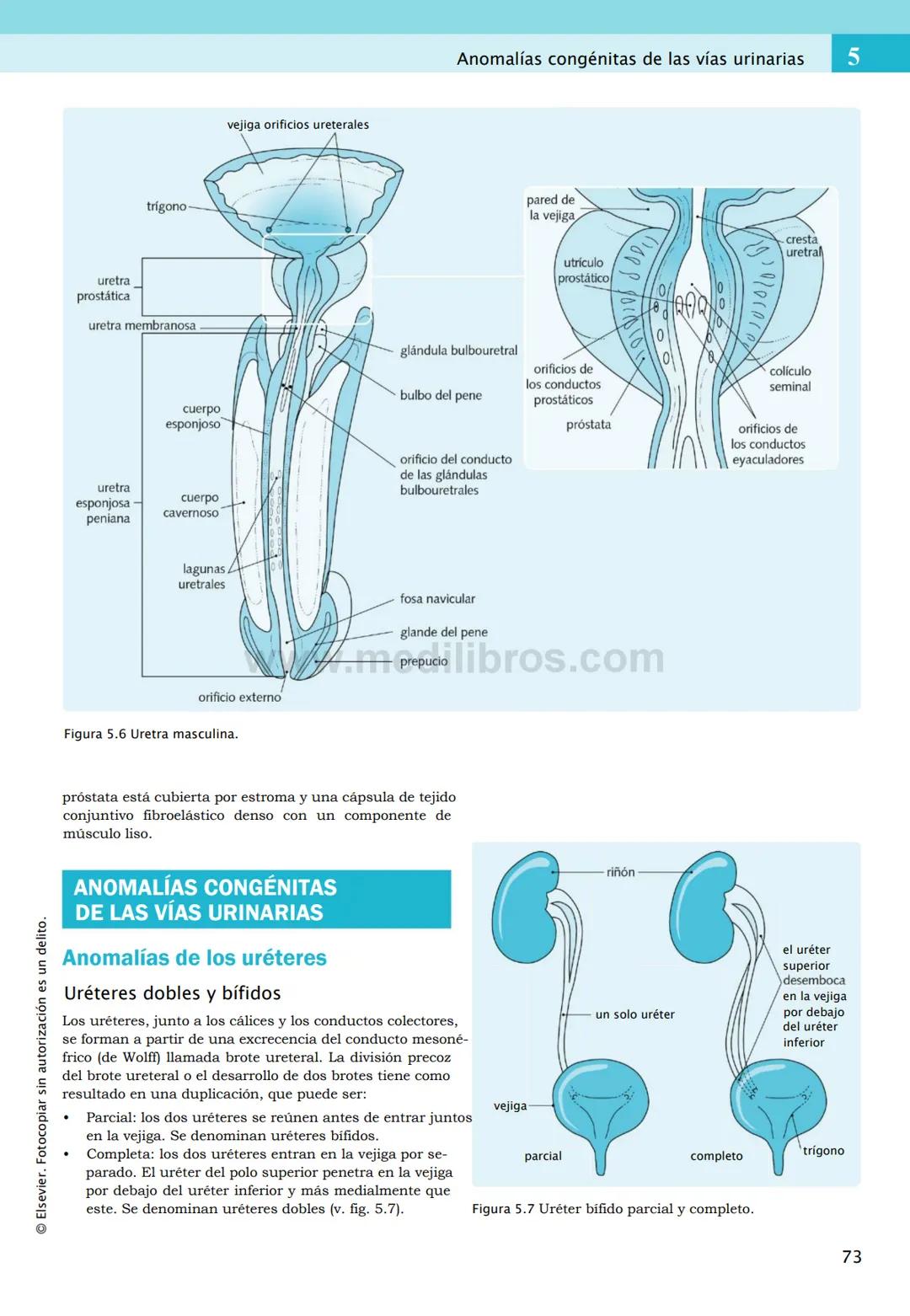 CIENCIAS BÁSICAS
4ª edición
CURSOS CRASH
Editor de la colección Dan Horton-Szar
Asesor académico: Kevin Harris
Lo esencial en
Sistema renal