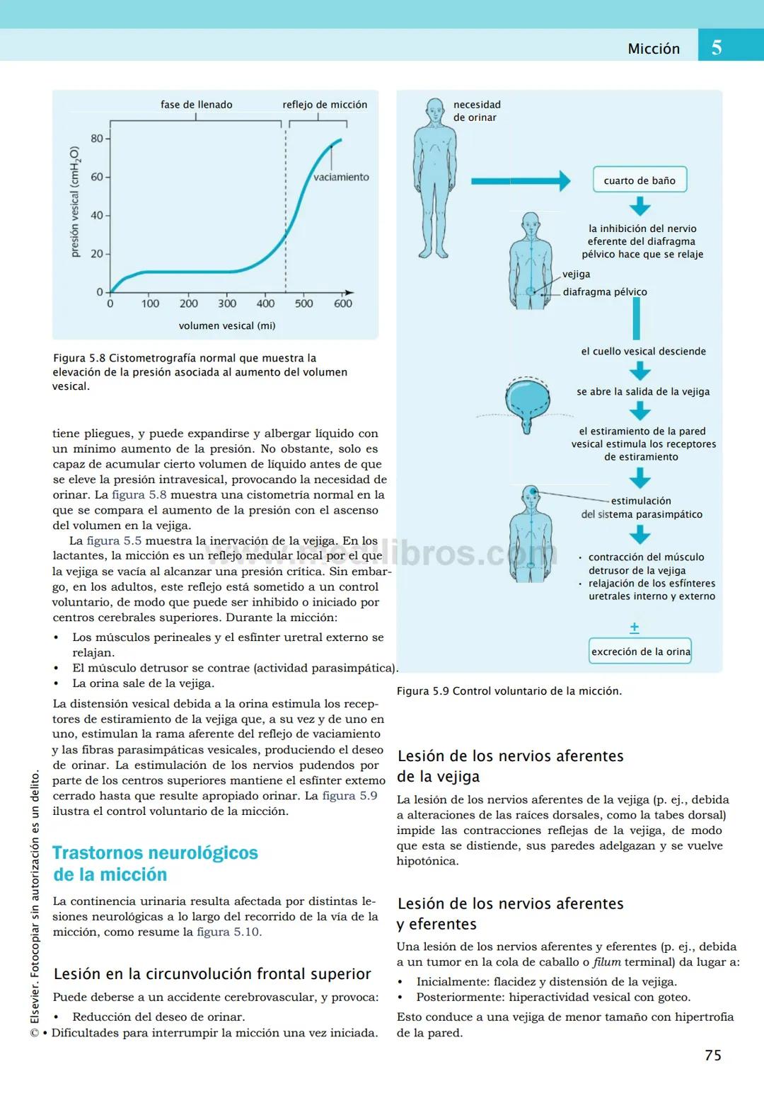 CIENCIAS BÁSICAS
4ª edición
CURSOS CRASH
Editor de la colección Dan Horton-Szar
Asesor académico: Kevin Harris
Lo esencial en
Sistema renal