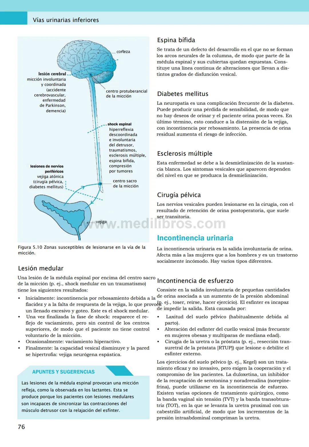 CIENCIAS BÁSICAS
4ª edición
CURSOS CRASH
Editor de la colección Dan Horton-Szar
Asesor académico: Kevin Harris
Lo esencial en
Sistema renal