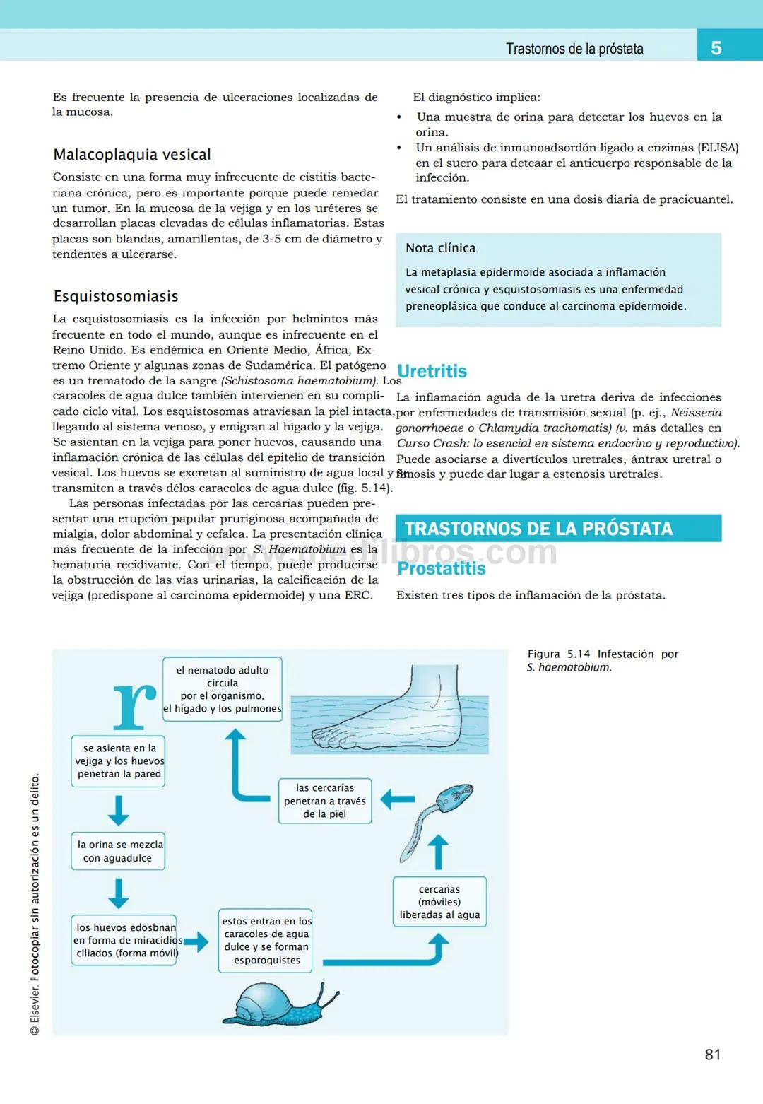 CIENCIAS BÁSICAS
4ª edición
CURSOS CRASH
Editor de la colección Dan Horton-Szar
Asesor académico: Kevin Harris
Lo esencial en
Sistema renal