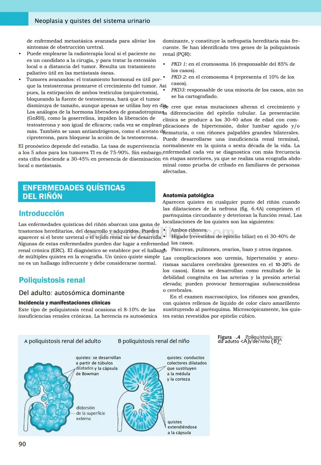 CIENCIAS BÁSICAS
4ª edición
CURSOS CRASH
Editor de la colección Dan Horton-Szar
Asesor académico: Kevin Harris
Lo esencial en
Sistema renal