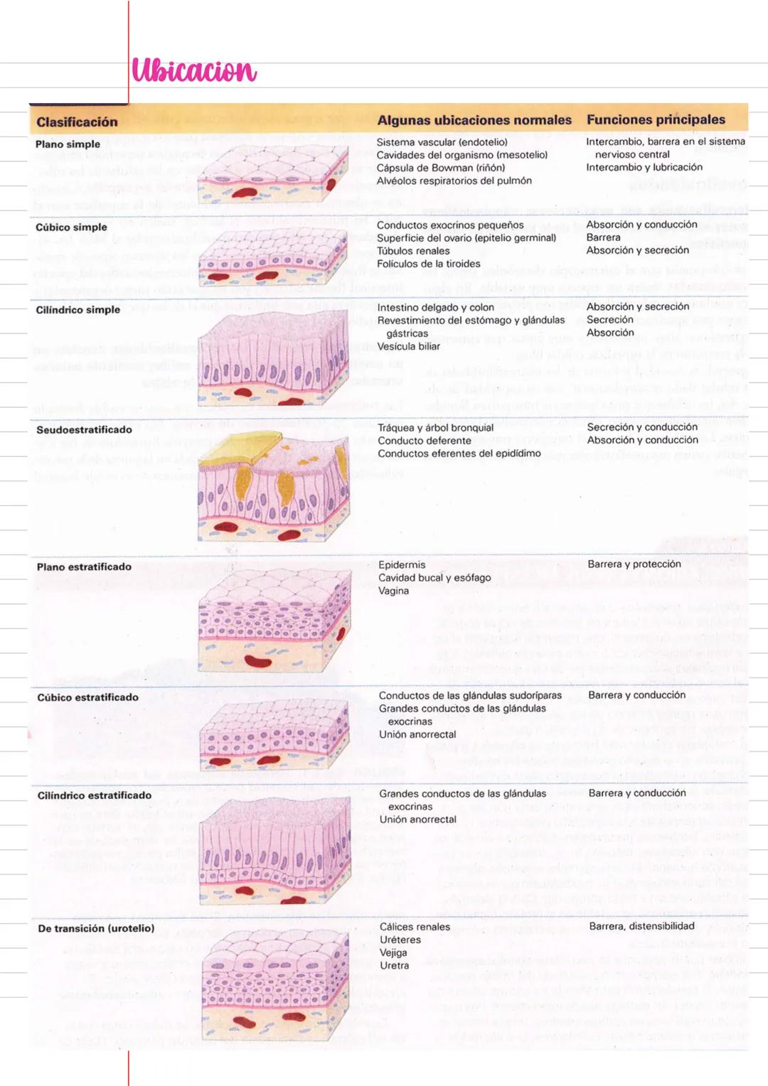 --- OCR Start ---
Tejido epitelial
Tema a partir de: pag. 122
Conjunto organizado de celulas que funcionan de manera colectiva
Tejidos básic