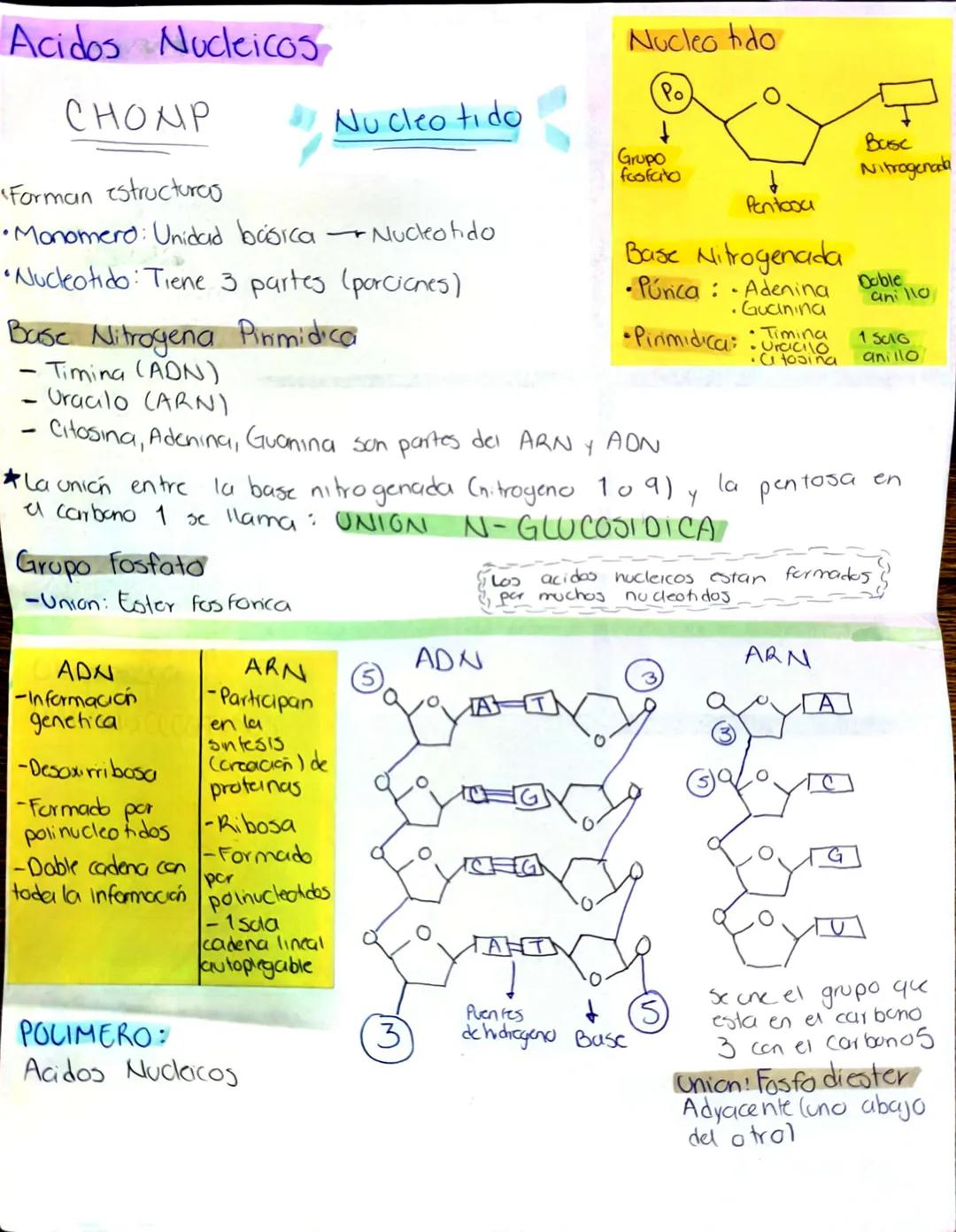 Acidos Nucleicos
CHONP
Forman estructurco
Nucleo tido
Po
Nucleotido
Grupo
foofato
Busc
Nitrogenada
↑
Pentoou
•Monomero: Unidad básica Nucleo