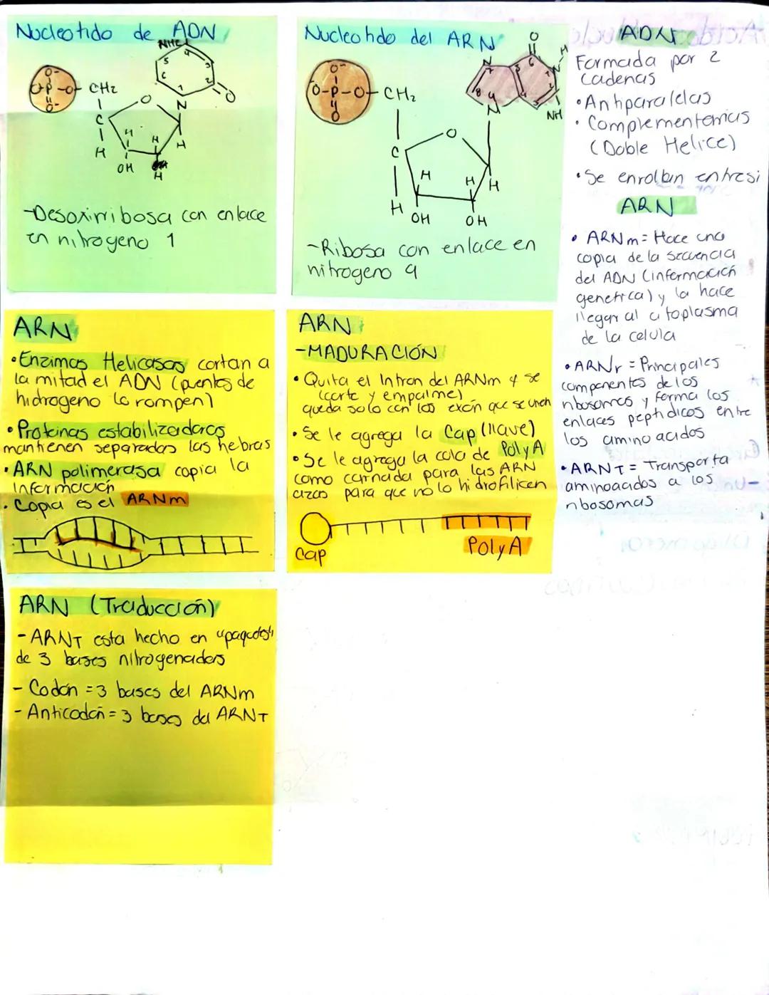 Acidos Nucleicos
CHONP
Forman estructurco
Nucleo tido
Po
Nucleotido
Grupo
foofato
Busc
Nitrogenada
↑
Pentoou
•Monomero: Unidad básica Nucleo