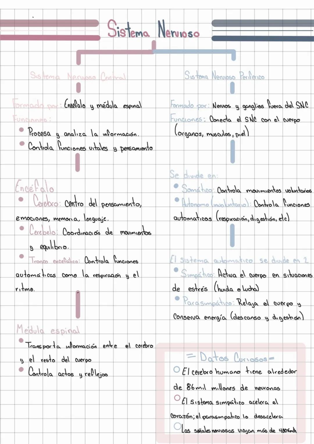 --- OCR Start ---
Sistema Nervioso
Sistema Nervoso Central
Formada por
Funciones:
Encefalo y médula espinal
• Procesa y analiza la informaci