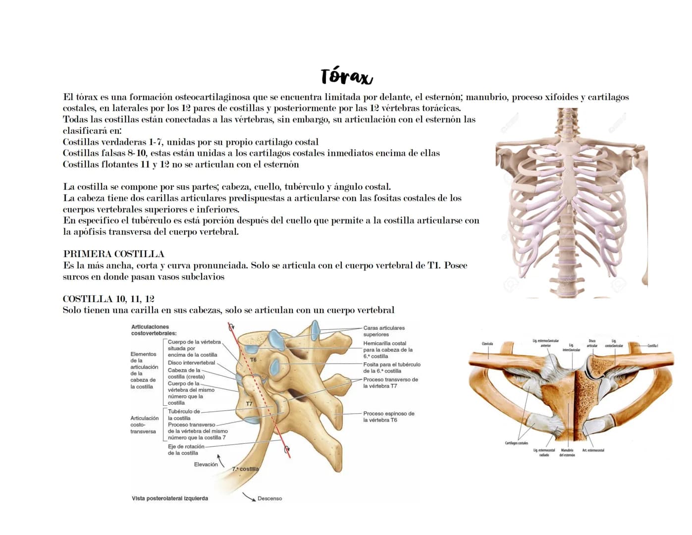 --- OCR Start ---
Tórax
El tórax es una formación osteocartilaginosa que se encuentra limitada por delante, el esternón; manubrio, proceso x
