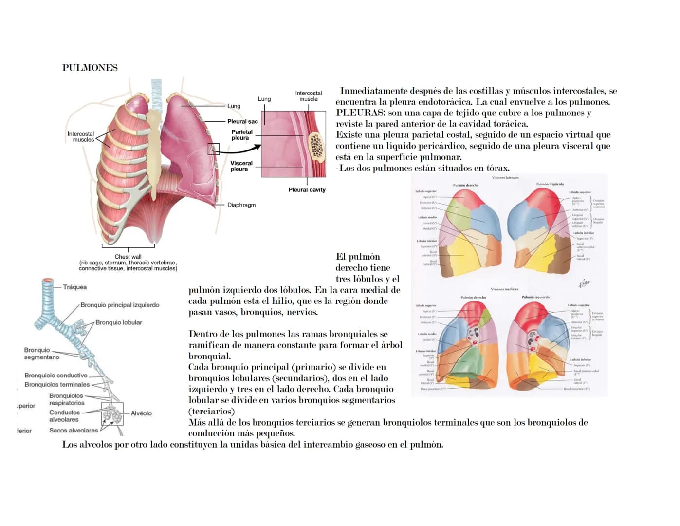 --- OCR Start ---
Tórax
El tórax es una formación osteocartilaginosa que se encuentra limitada por delante, el esternón; manubrio, proceso x