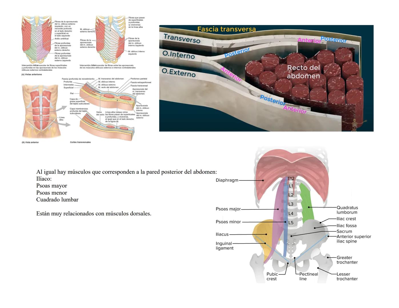 --- OCR Start ---
Tórax
El tórax es una formación osteocartilaginosa que se encuentra limitada por delante, el esternón; manubrio, proceso x