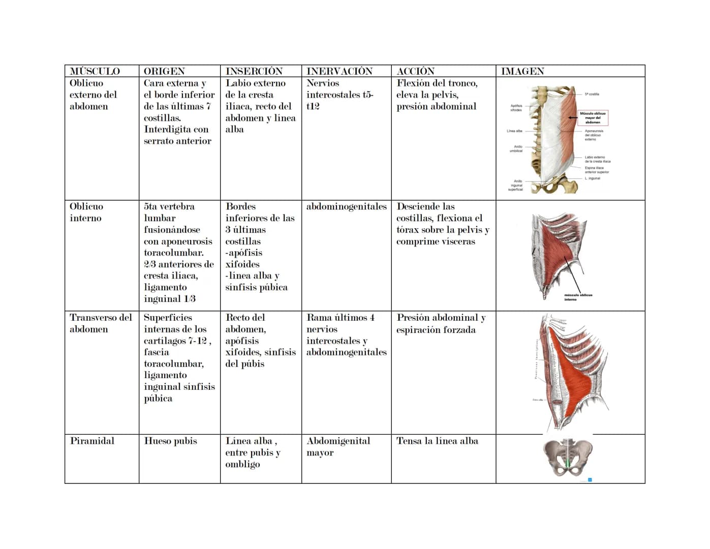 --- OCR Start ---
Tórax
El tórax es una formación osteocartilaginosa que se encuentra limitada por delante, el esternón; manubrio, proceso x