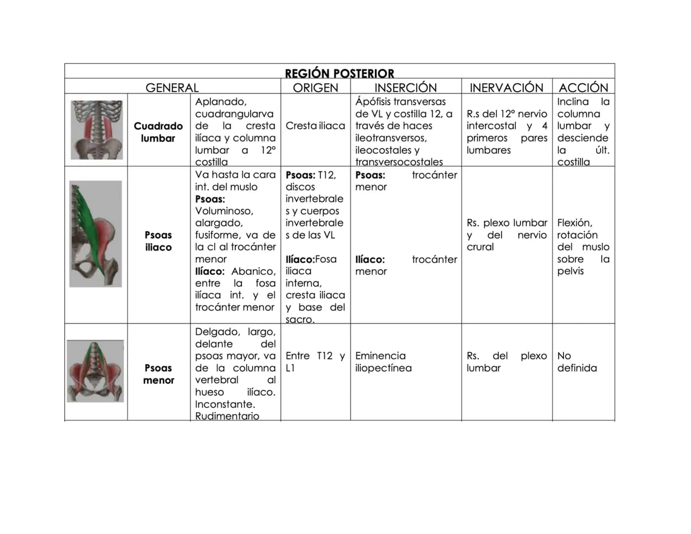 --- OCR Start ---
Tórax
El tórax es una formación osteocartilaginosa que se encuentra limitada por delante, el esternón; manubrio, proceso x