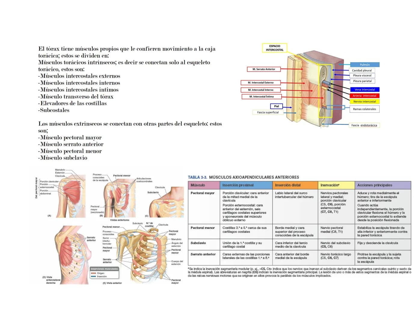 --- OCR Start ---
Tórax
El tórax es una formación osteocartilaginosa que se encuentra limitada por delante, el esternón; manubrio, proceso x