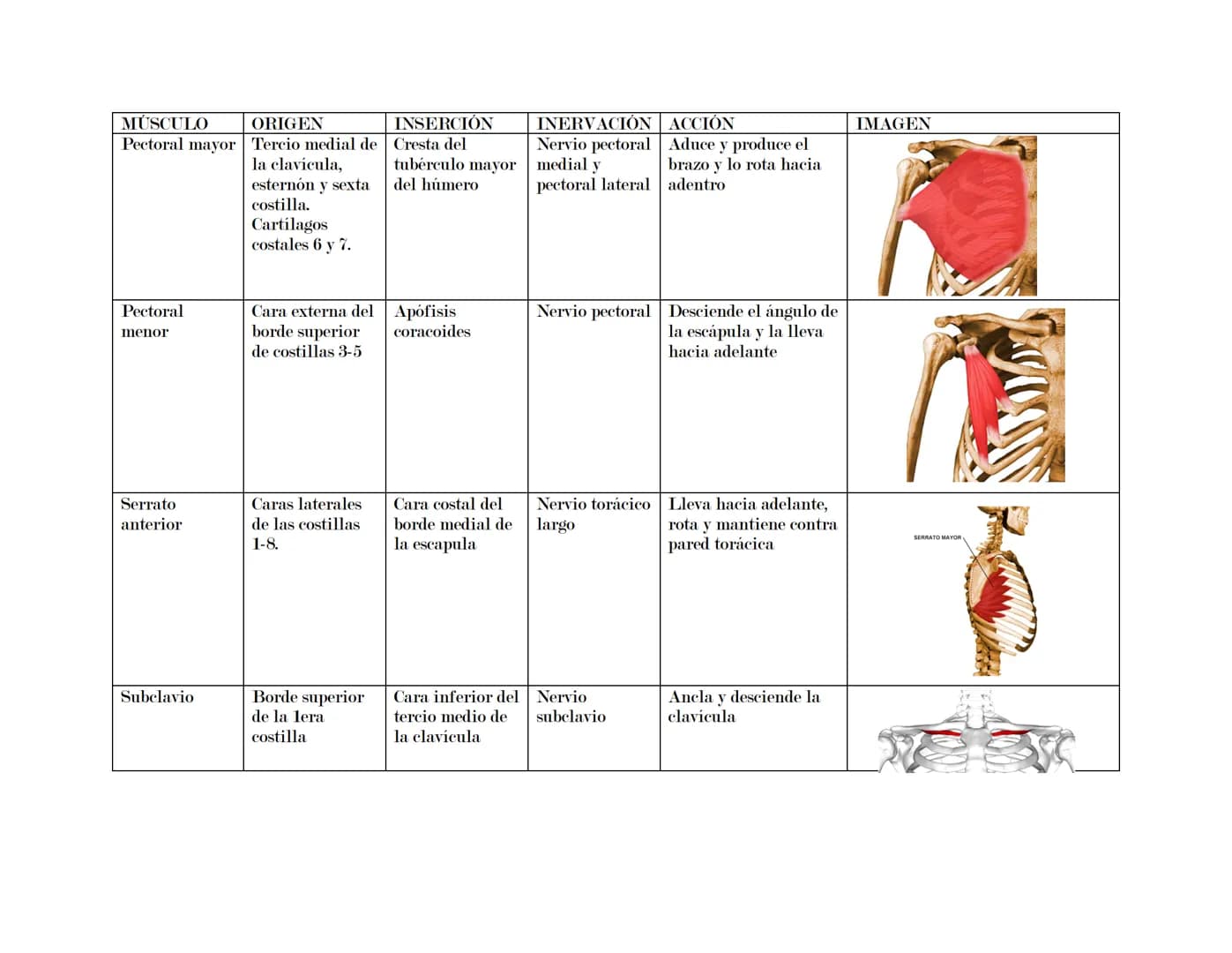 --- OCR Start ---
Tórax
El tórax es una formación osteocartilaginosa que se encuentra limitada por delante, el esternón; manubrio, proceso x