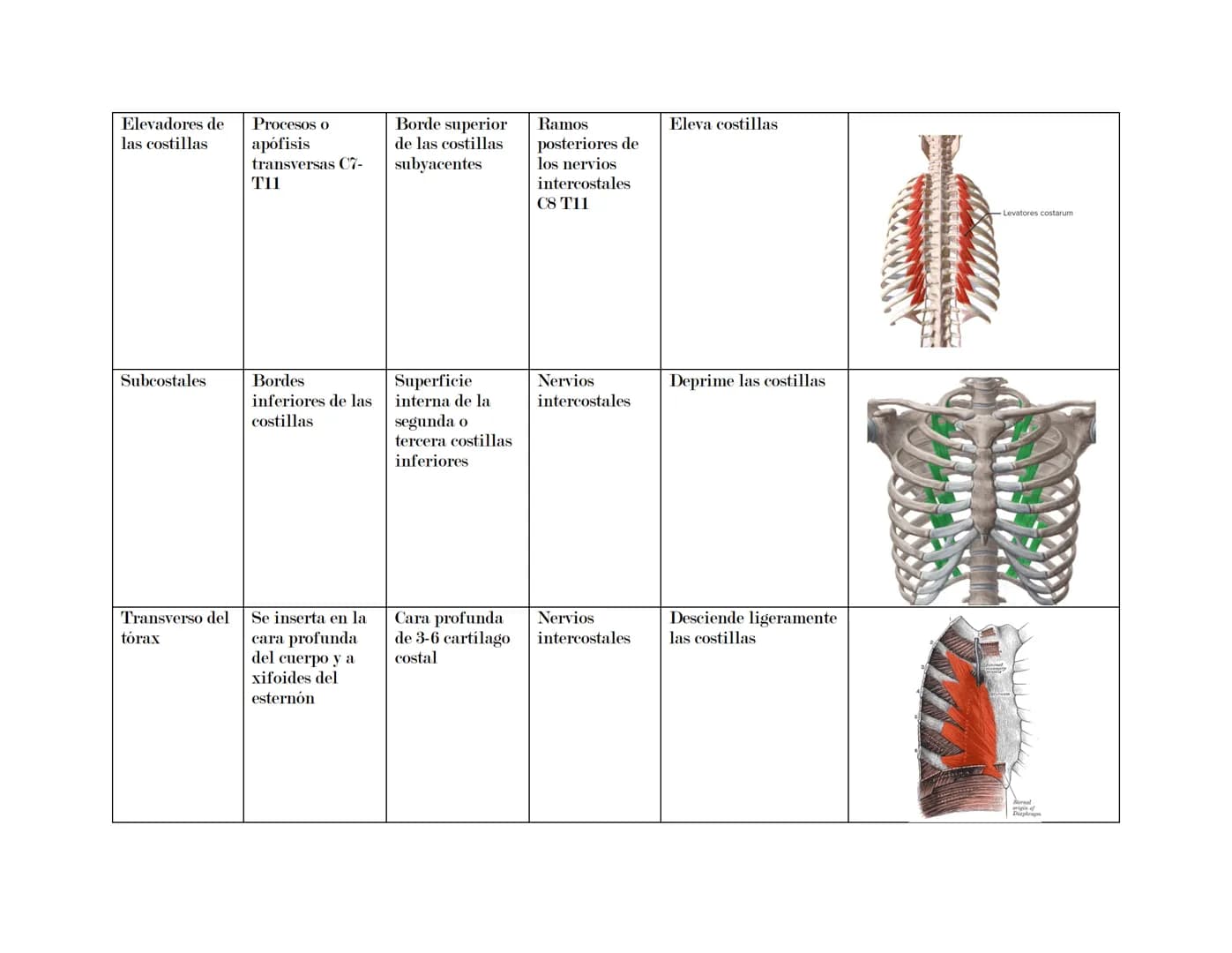 --- OCR Start ---
Tórax
El tórax es una formación osteocartilaginosa que se encuentra limitada por delante, el esternón; manubrio, proceso x