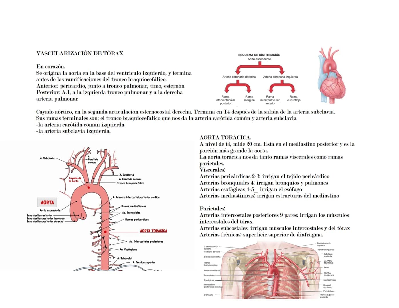 --- OCR Start ---
Tórax
El tórax es una formación osteocartilaginosa que se encuentra limitada por delante, el esternón; manubrio, proceso x