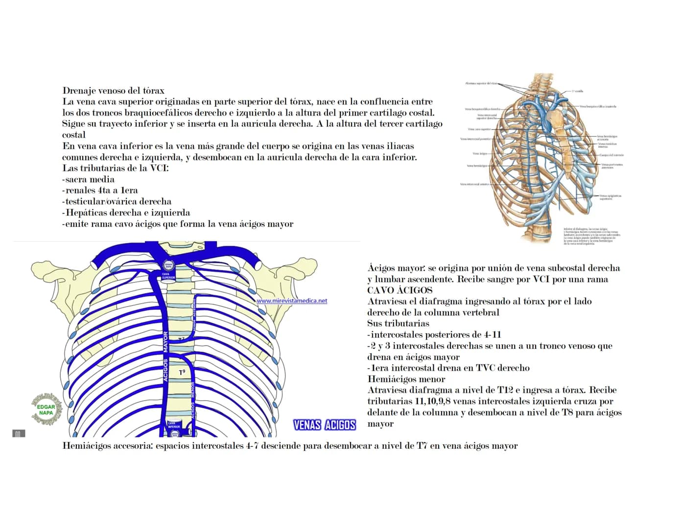 --- OCR Start ---
Tórax
El tórax es una formación osteocartilaginosa que se encuentra limitada por delante, el esternón; manubrio, proceso x