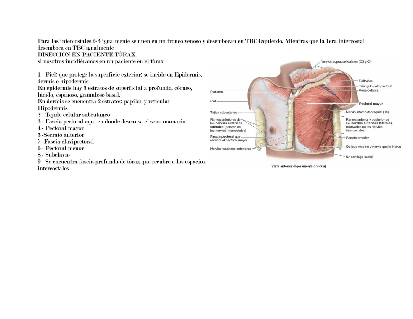 --- OCR Start ---
Tórax
El tórax es una formación osteocartilaginosa que se encuentra limitada por delante, el esternón; manubrio, proceso x
