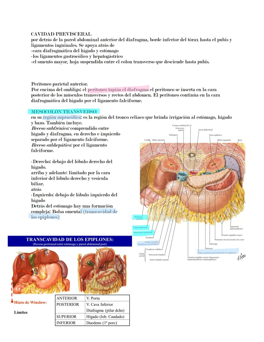 ## CAVIDAD ABDOMINAL Y SISTEMA DIGESTIVO INFRADIAPAGMÁTICO.
Comprende:
- Esófago abdominal
- Estómago
- Intestino delgado (duodeno, yeyuno