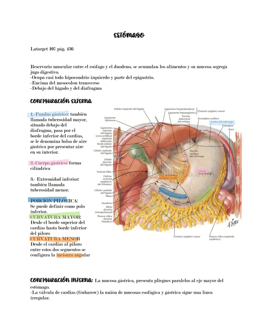 ## CAVIDAD ABDOMINAL Y SISTEMA DIGESTIVO INFRADIAPAGMÁTICO.
Comprende:
- Esófago abdominal
- Estómago
- Intestino delgado (duodeno, yeyuno