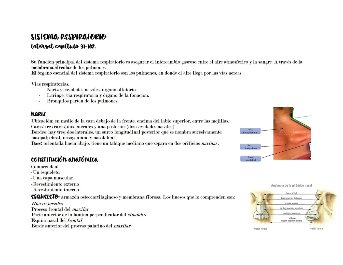 # SISTEMA RESPIRATORIO
Latarget capítulo 91-102.
Su función principal del sistema respiratorio es asegurar el intercambio gaseoso entre el