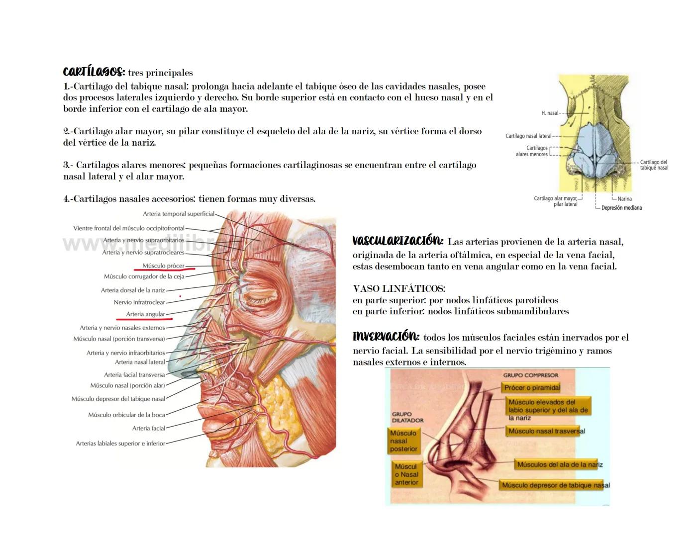# SISTEMA RESPIRATORIO
Latarget capítulo 91-102.
Su función principal del sistema respiratorio es asegurar el intercambio gaseoso entre el