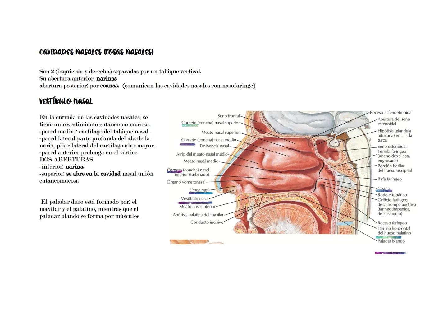 # SISTEMA RESPIRATORIO
Latarget capítulo 91-102.
Su función principal del sistema respiratorio es asegurar el intercambio gaseoso entre el