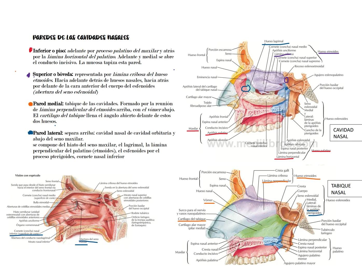 # SISTEMA RESPIRATORIO
Latarget capítulo 91-102.
Su función principal del sistema respiratorio es asegurar el intercambio gaseoso entre el