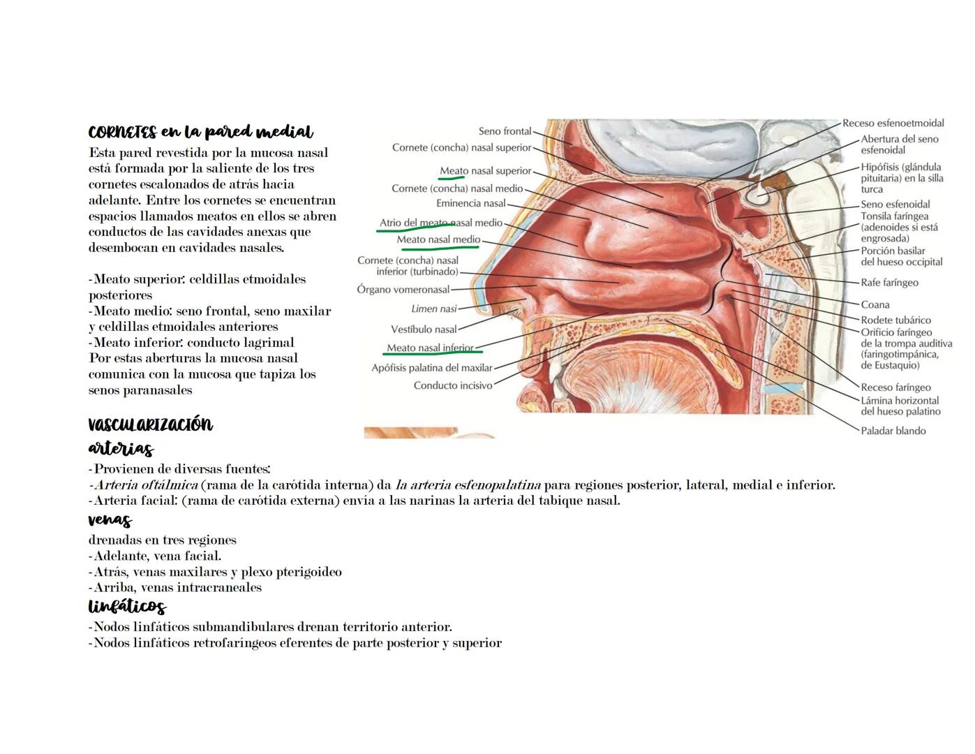 # SISTEMA RESPIRATORIO
Latarget capítulo 91-102.
Su función principal del sistema respiratorio es asegurar el intercambio gaseoso entre el