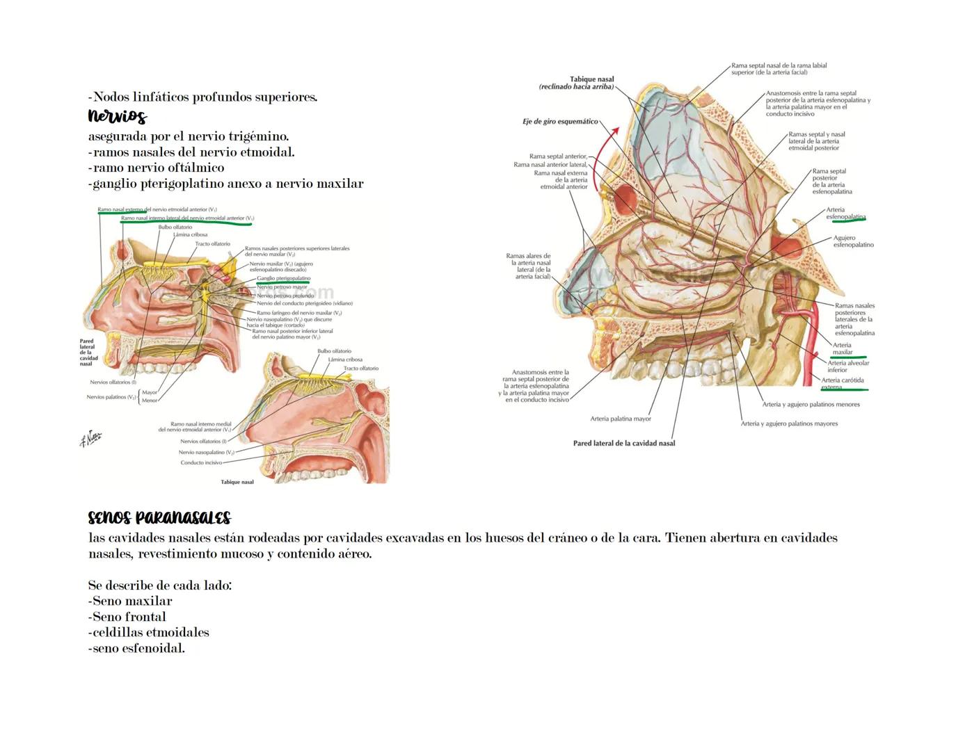 # SISTEMA RESPIRATORIO
Latarget capítulo 91-102.
Su función principal del sistema respiratorio es asegurar el intercambio gaseoso entre el