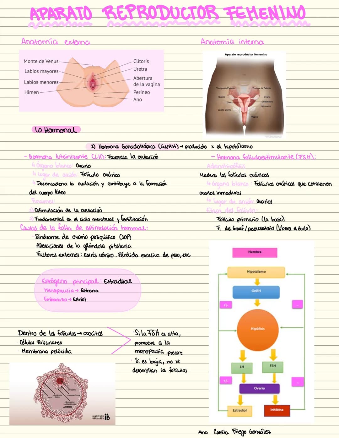 APARATO REPRODUCTOR FEMENINO
Anatomia externa
Anatomía interna
Aparato reproductor femenino
Monte de Venus
Labios mayores
Labios menores
Him