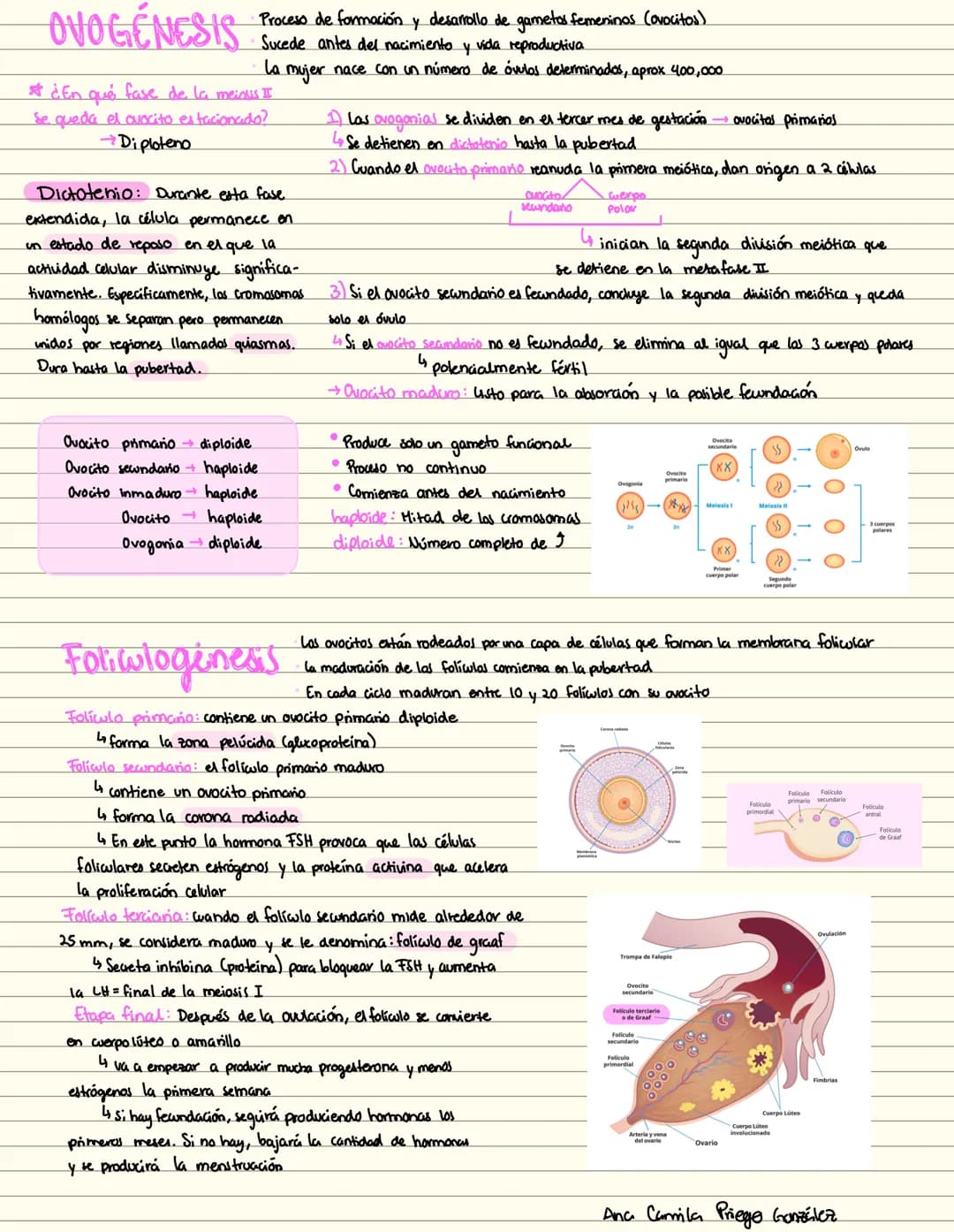 OVOGENESIS
Proceso de formación y desarrollo de gametos femeninos (ovocitos)
Sucede antes del nacimiento y vida reproductiva
La mujer nace c