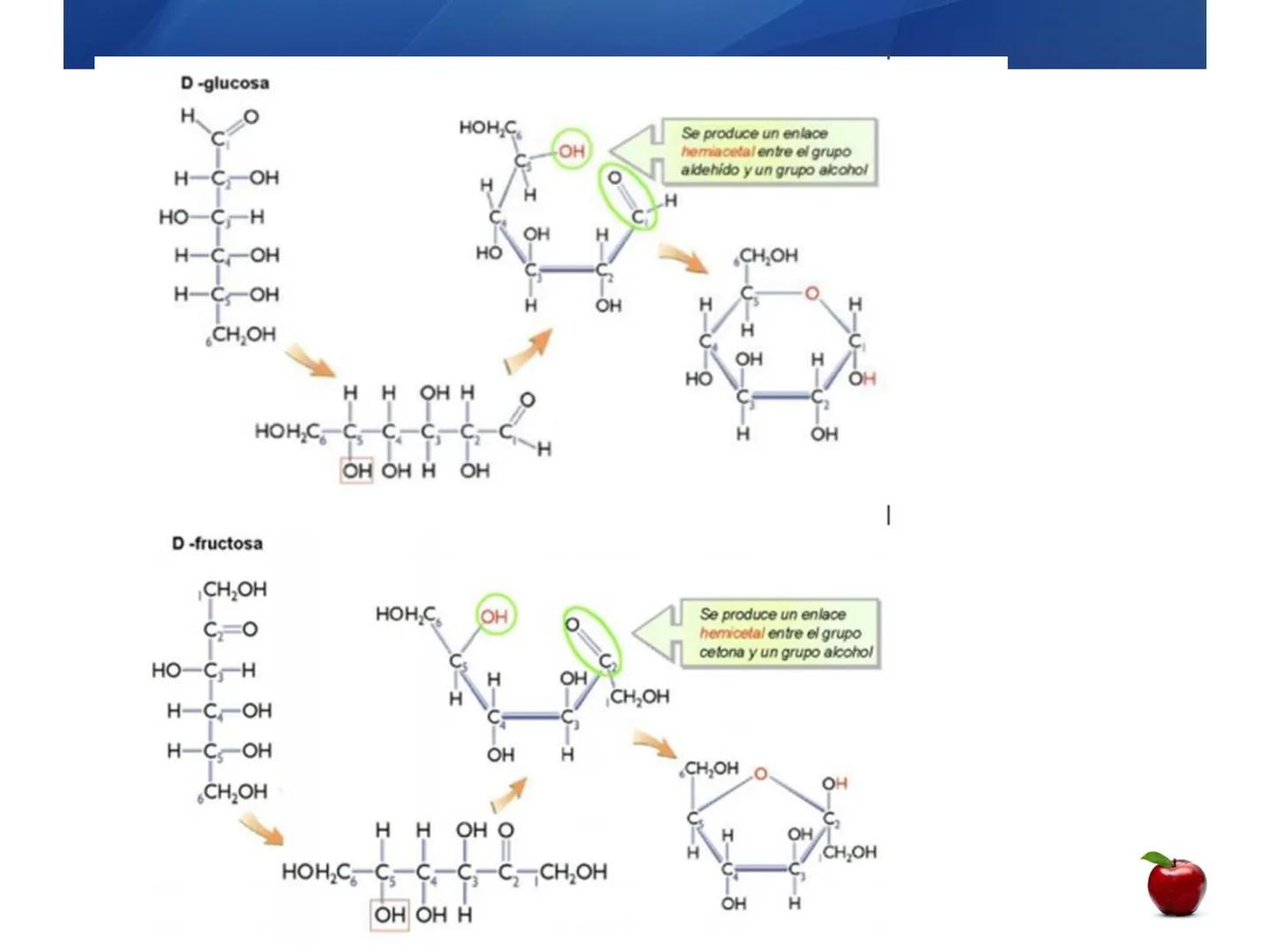 # CARBOHIDRATOS
Clasificación
M.E. Yarlal Gálvez
(Lic.Quím. en Alimentos) •
•
•
Definición
Son compuestos orgánicos llamados polialcoholes