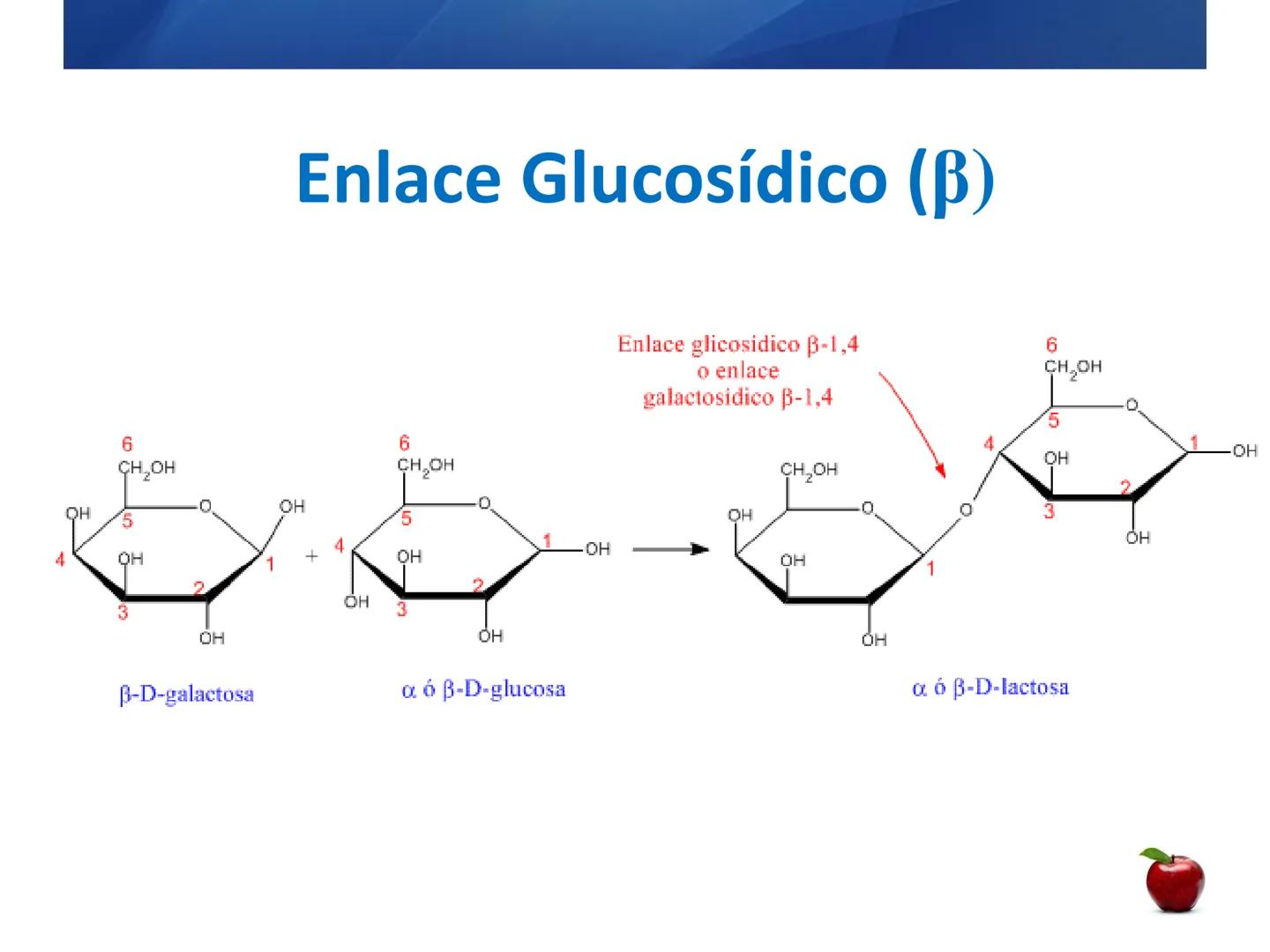 # CARBOHIDRATOS
Clasificación
M.E. Yarlal Gálvez
(Lic.Quím. en Alimentos) •
•
•
Definición
Son compuestos orgánicos llamados polialcoholes